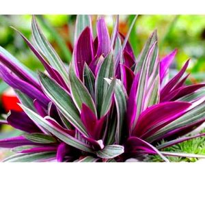 Meet your Posher, Justina